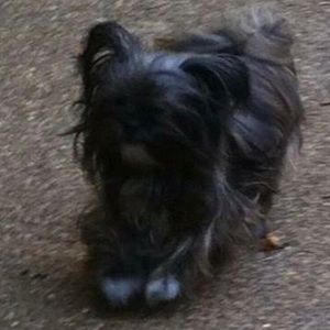 Meet your Posher, Devin